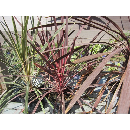 3103 - A Cordyline 