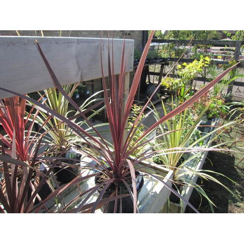 3104 - A Cordyline 