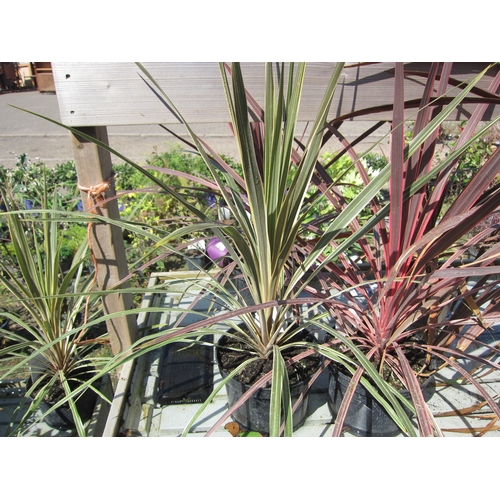 3105 - A Cordyline 