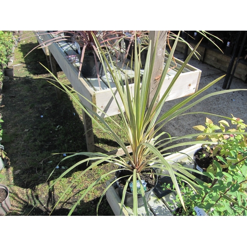 3106 - A Cordyline 