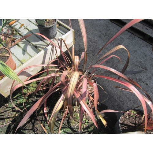 3119 - A rainbow Phormium