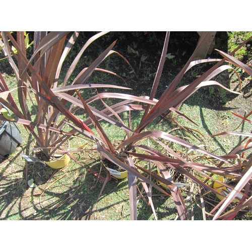 3128 - A Phormium 