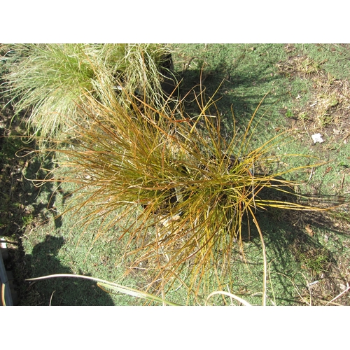 3155 - 2 Carex Gras 