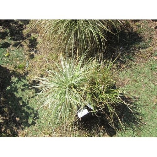 3157 - 2 mixed Carex Grass