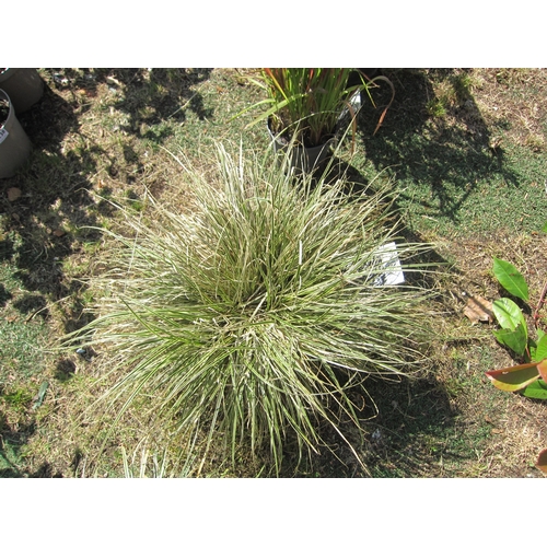 3158 - A Carex Grass 