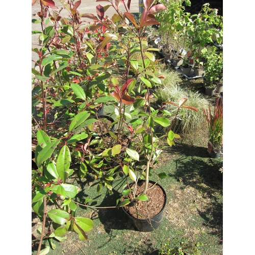 3193 - A large Photinia 