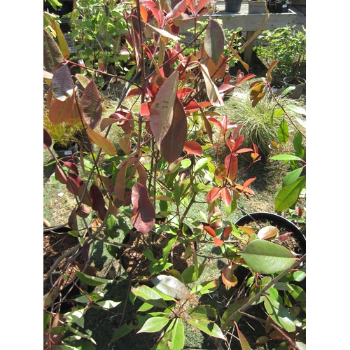 3196 - A large Photinia 