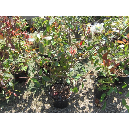 3199 - A large Photinia 