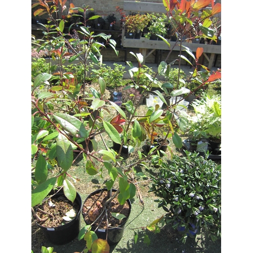 3202 - A large Photinia 