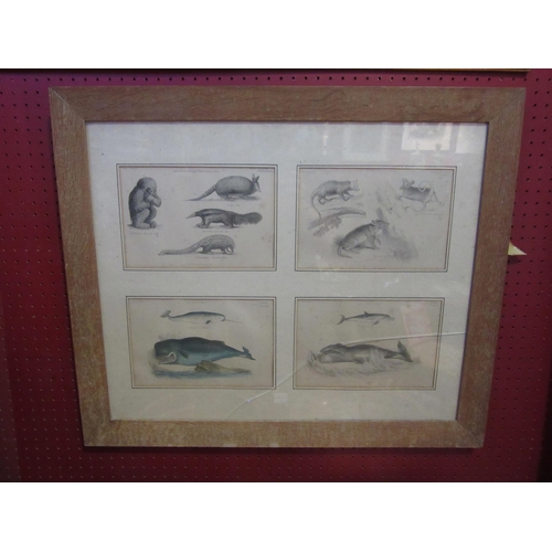 4074 - Four 19th Century book plates depicting various animals, framed and glazed as one, glass a/f, each p... 