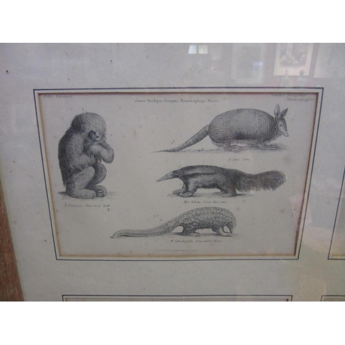 4074 - Four 19th Century book plates depicting various animals, framed and glazed as one, glass a/f, each p... 