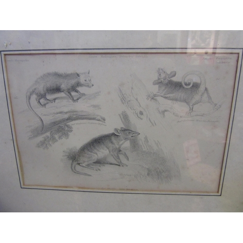 4074 - Four 19th Century book plates depicting various animals, framed and glazed as one, glass a/f, each p... 