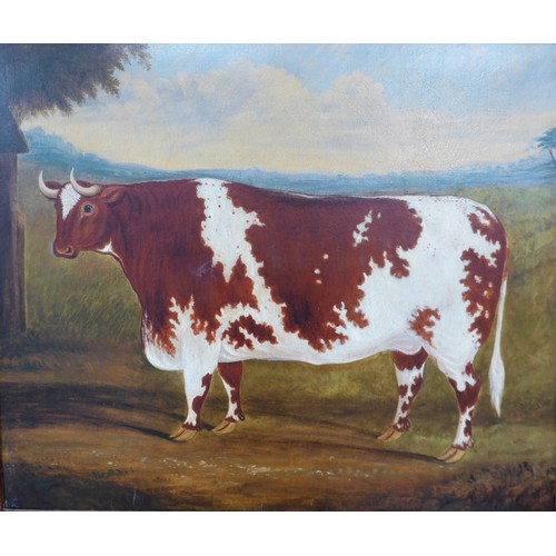 7024 - Circle of William Henry Davis (1786-1865) - Oil on canvas - A prize Roan Shorthorn Ox in a landscape... 