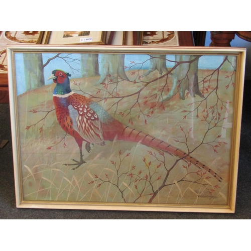 1011 - RALSTON CUDGEON R.S.W. (Scottish, 1910-1984): Cock pheasant in woodland setting.  Watercolour and go... 