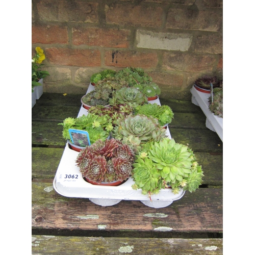 3062 - 12 Sempervivum