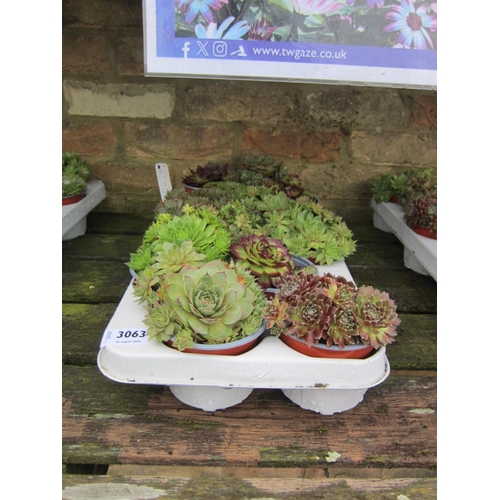 3063 - 12 Sempervivum