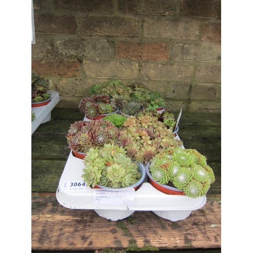 3064 - 12 Sempervivum