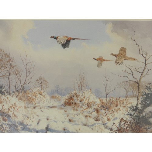 1151 - After J.C Harrison - A framed and glazed print, published by Pensthorpe Trust, 'Pheasants in flight ... 