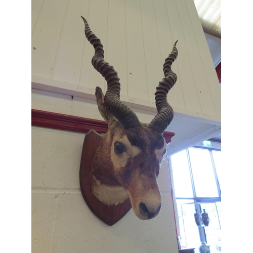 1136 - A taxidermy head of a blackbuck, mounted on display shield