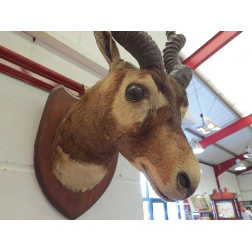 1136 - A taxidermy head of a blackbuck, mounted on display shield