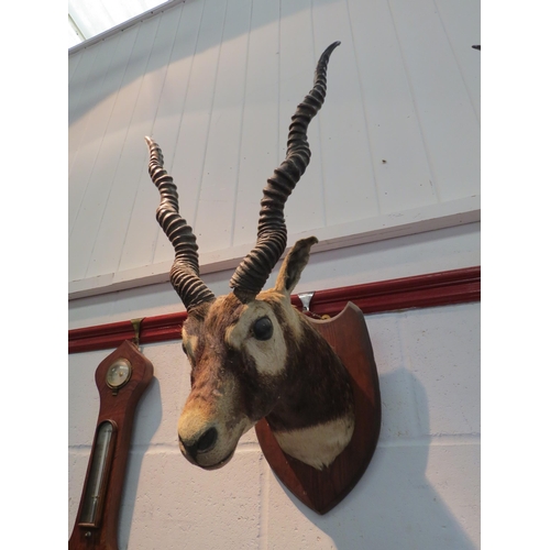 1137 - A taxidermy head of a blackbuck, mounted on display shield