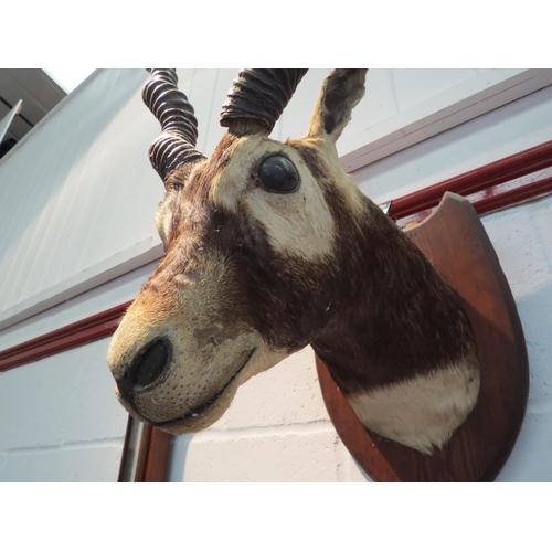 1137 - A taxidermy head of a blackbuck, mounted on display shield