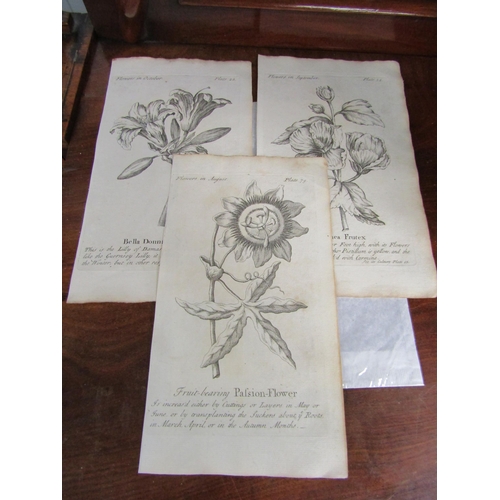 2183 - Three mid 18th Century book plates of flowers in August , September and November