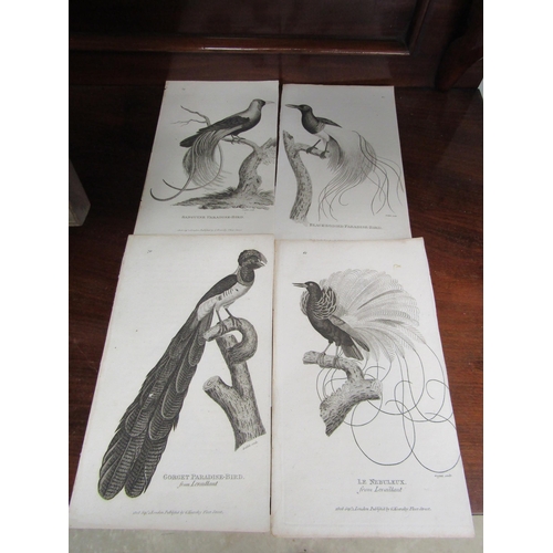 2185 - Seven Georgian black and white prints of birds of paradise