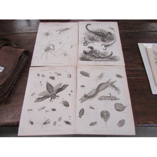 2170 - Four Georgian black and white Entomology prints