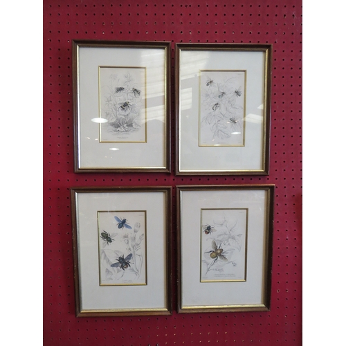 1160 - A set of four prints depicting various Bees, framed and glazed, 16cm x 10cm image sizes