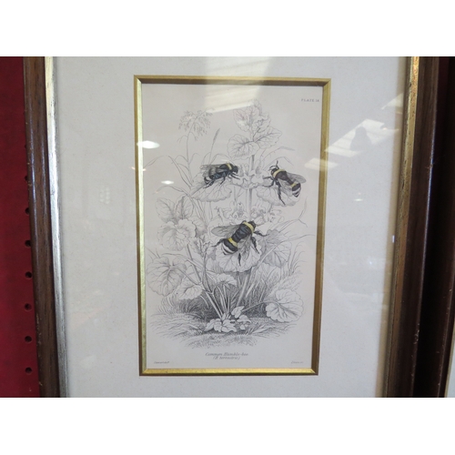 1160 - A set of four prints depicting various Bees, framed and glazed, 16cm x 10cm image sizes