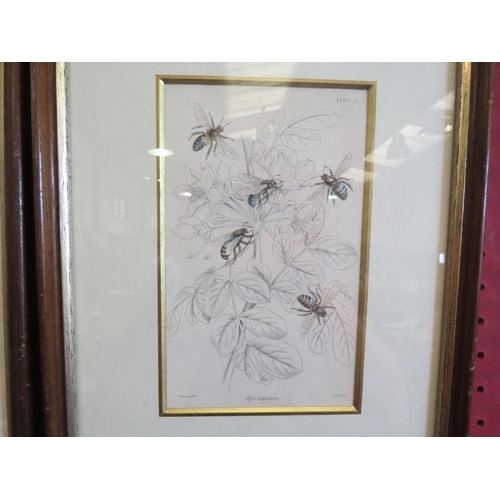 1160 - A set of four prints depicting various Bees, framed and glazed, 16cm x 10cm image sizes