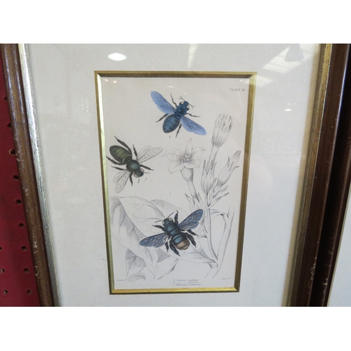 1160 - A set of four prints depicting various Bees, framed and glazed, 16cm x 10cm image sizes