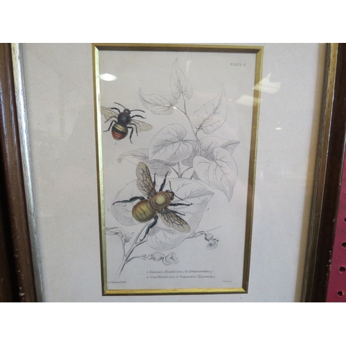 1160 - A set of four prints depicting various Bees, framed and glazed, 16cm x 10cm image sizes