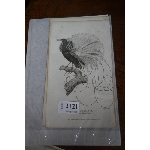 2185 - Seven Georgian black and white prints of birds of paradise