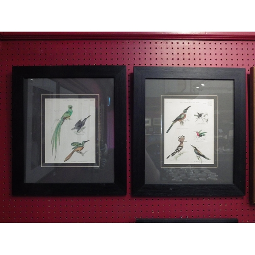 4047 - A pair of 19th Century hand-coloured prints of exotic birds, framed and glazed, 21.5cm x 16.5cm imag... 