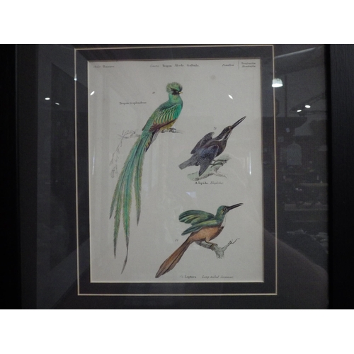 4047 - A pair of 19th Century hand-coloured prints of exotic birds, framed and glazed, 21.5cm x 16.5cm imag... 