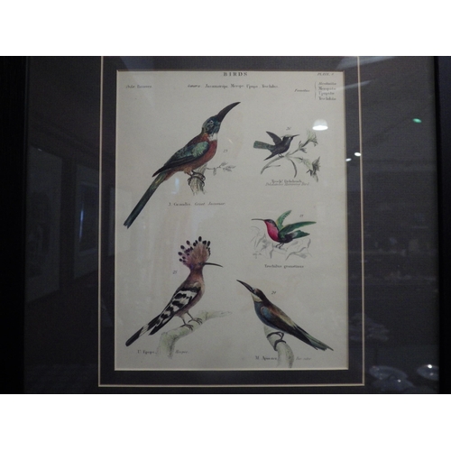 4047 - A pair of 19th Century hand-coloured prints of exotic birds, framed and glazed, 21.5cm x 16.5cm imag... 