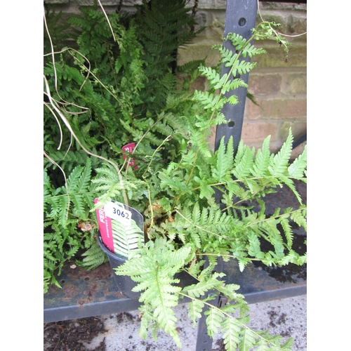 3062 - 3 Dryopteris Ferns