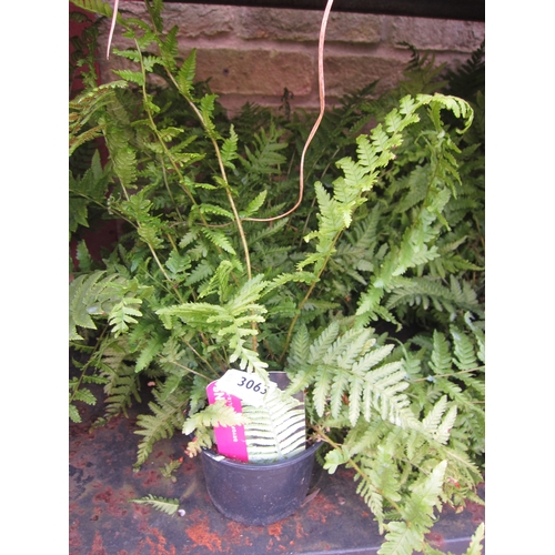 3063 - 3 Dryopteris Ferns