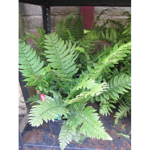 3064 - 3 Dryopteris Ferns