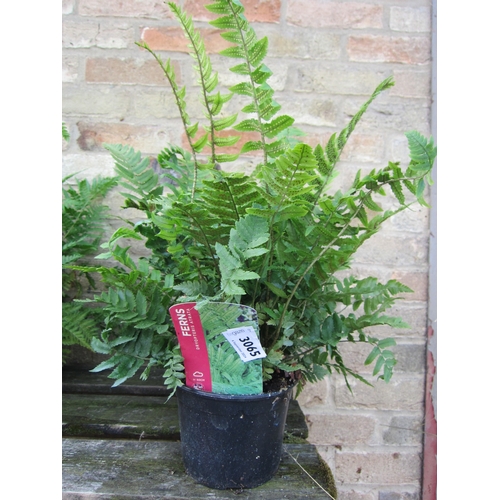 3065 - 3 Dryopteris Ferns