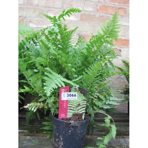 3066 - 3 Dryopteris Ferns