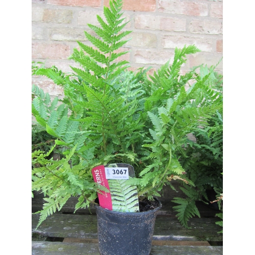 3067 - 3 Dryopteris Ferns