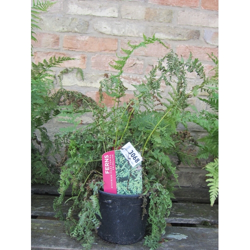 3068 - 3 Athyrium Ferns