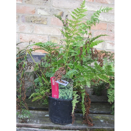 3069 - 3 Athyrium Ferns