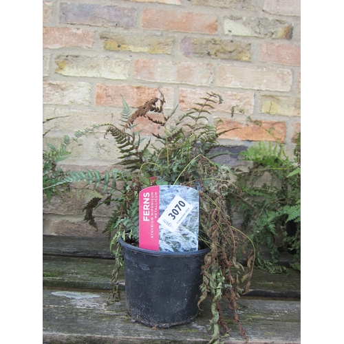 3070 - 3 Athyrium Ferns