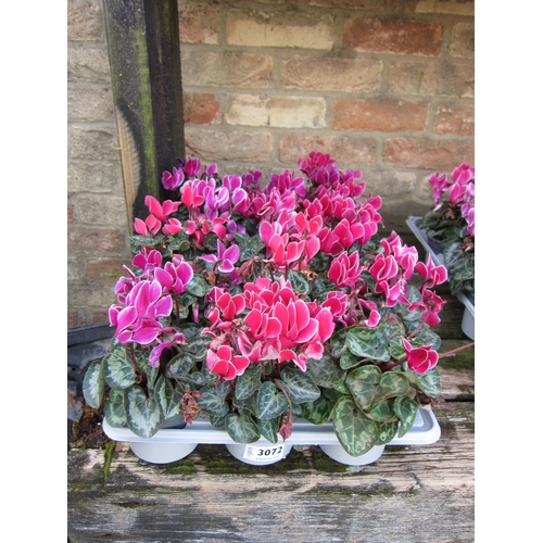 3072 - 16 Mini Cyclamen