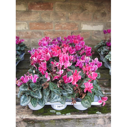 3073 - 16 Mini Cyclamen