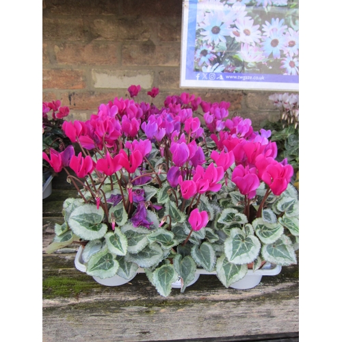 3074 - 14 Purple Mini Cyclamen